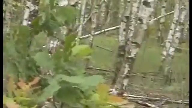 Подосиновики большие и маленькие собираем в лесу Слизнево вблизи Смоленска. смотреть онлайн