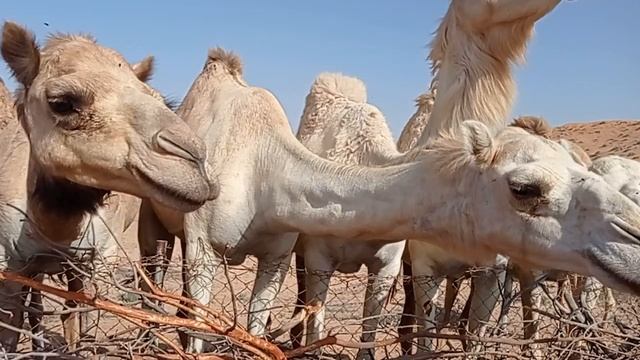 ОАЭ, экскурсия Сафари Джип Тур- верблюды