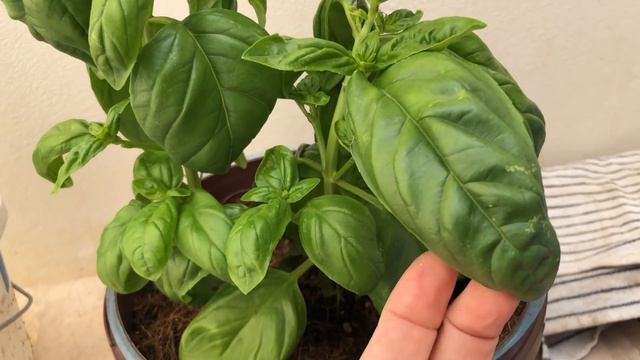 Misture Manjericão com as cascas de Maçã e o resultado vai te surpreender смотреть онлайн