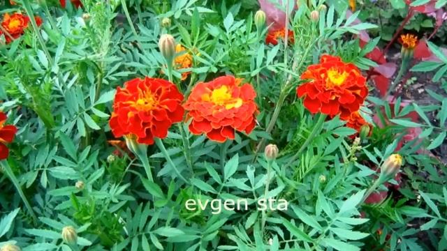 КАК ВЫРАСТИТЬ КАПУСТУ Попробуй, это просто смотреть онлайн