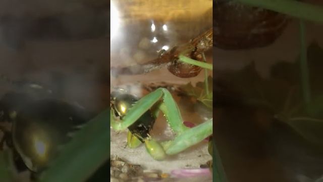 Богомол ест майского жука ещё называют Бронзовка. смотреть онлайн