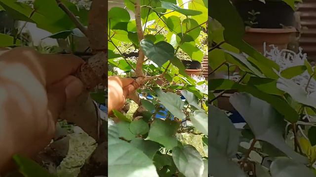 Hibiscus tallieceus смотреть онлайн