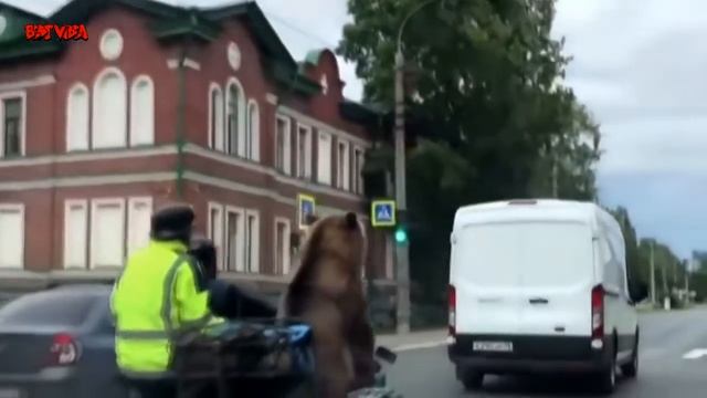 Приколы \ Неудачи \ Падения \ Идиоты \ Медведь на мотоцикле \ Подборка от Best Video #11 смотреть онлайн