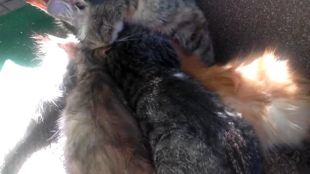 Кошка любіт сваіх катят