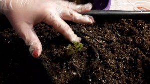 Клубника "Фриго" -  как сохранить её  до высадки в открытый грунт