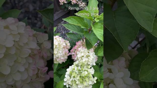 Turning Baby Pink, Fire Light Tidbit Hydrangea Paniculata - August 19 смотреть онлайн