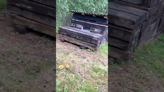 Красивые грибы. Собираю грибы на рыбалке. Жарю картошку с грибами смотреть онлайн