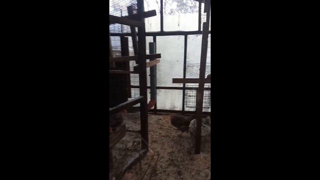 Подешевеет ли куриное яйцо? смотреть онлайн