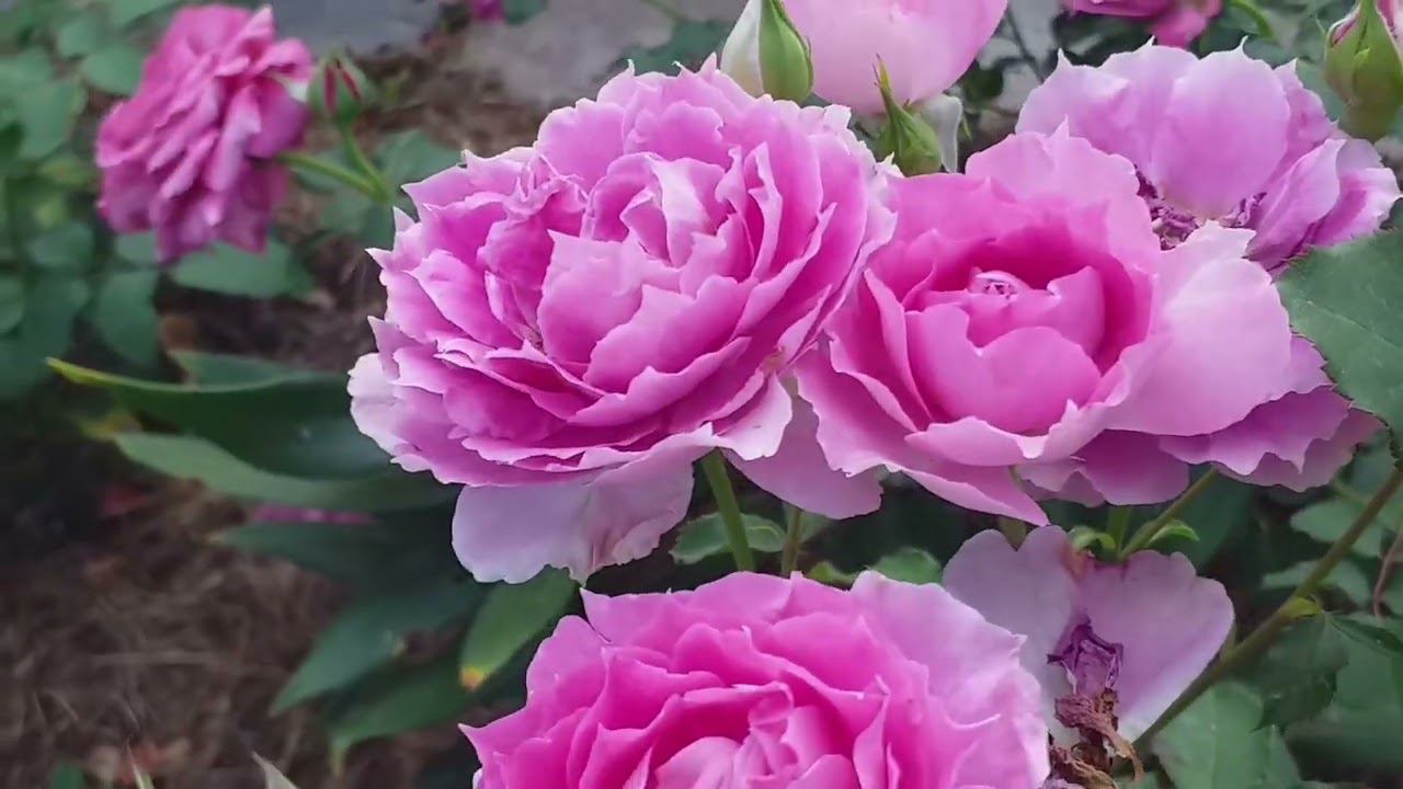 РОЗОВЫЕ РОЗЫ - Шахерезада и Бордюр Маджента смотреть онлайн