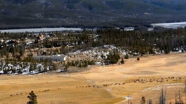 Best elk call & elk sounds