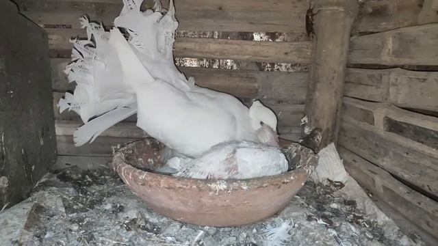 #White_Lokkha_pigeon Love Story. Natural breading process . смотреть онлайн