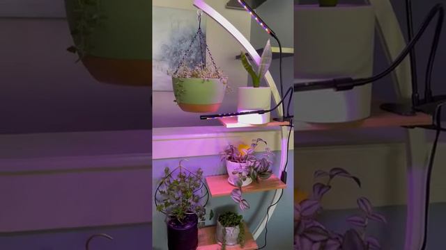 Greenstell Plant Stand, Half Moon Multiple Tiered Metal Plant Shelf Review смотреть онлайн