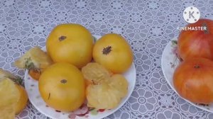 Сибирь. Обзор и дегустация Томатного гнома Золотой цыган