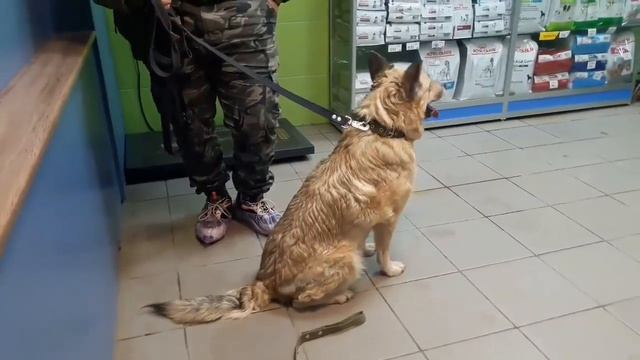 Злате предстоит удаление опухоли за 18 000 - 20 000 р. смотреть онлайн