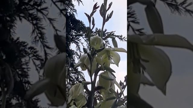 Юкка. Yucca filamentosa. смотреть онлайн