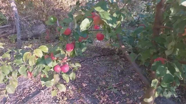 Осенний яблочный пейзаж:) Яблоня зимнего срока созревания Эвелина (Apple Evelina). Обзор смотреть онлайн