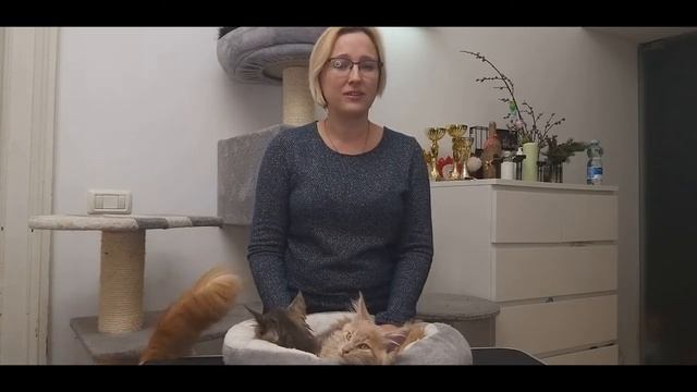 Maine Coon Cattary Alea Alias, Положительные качества породы котов Мейн-кун смотреть онлайн