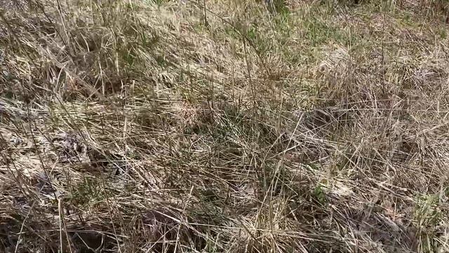 Бройлеры свободного содержания. Создаем кормовую базу. смотреть онлайн