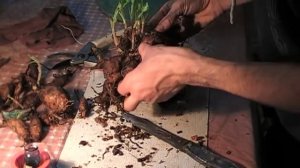 Деление георгин весной   часть №3