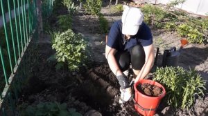 ПОСАДКА ГЕОРГИНОВ | ПРАВИЛА ПОСАДКИ ВЕСНОЙ