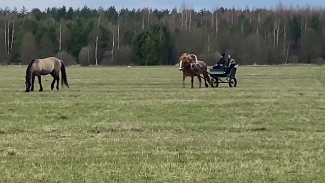 Проверяем в грязи и в поле советского тяжеловоза. Двухколесная конная повозка. смотреть онлайн