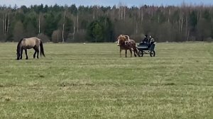 Проверяем в грязи и в поле советского тяжеловоза. Двухколесная конная повозка.