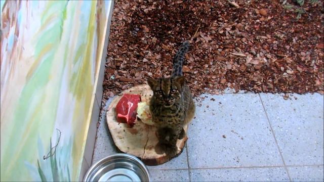 Мраморная кошечка наблюдает за мной. 03.12.20 г. смотреть онлайн