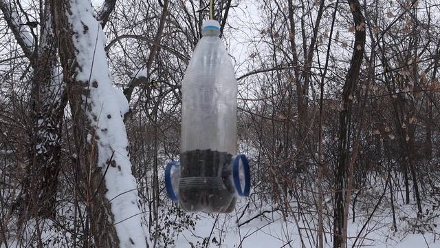 Синицы 100 FPS смотреть онлайн