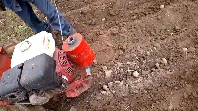 МТЗ 09 Посадка картошки Закрытие борозд 2017 смотреть онлайн