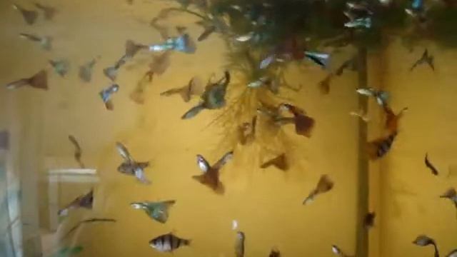 Гупешки смотреть онлайн