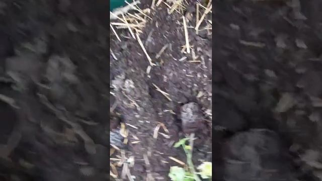 Расстояние между томатов. смотреть онлайн