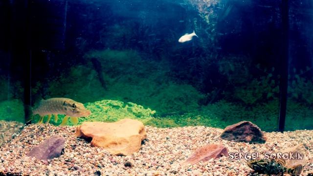 Атака Щуки, Подводные съемки в аквариуме смотреть онлайн