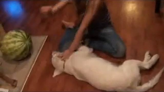 Супер псинка смотреть онлайн