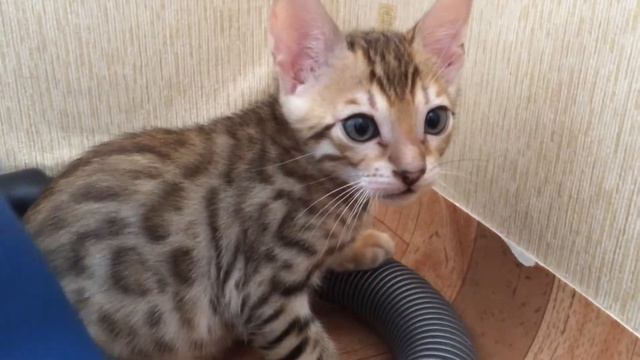 Котята бенгальской породы смотреть онлайн