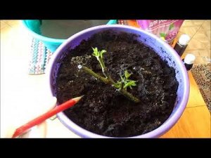 СПАСАЕМ САЖЕНЦЫ РОЗ! Реанимация и посадка роз, полученных из " надежного " магазина!!!