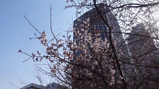 Напоил Жену Кореянку 🙀 Цветение Сакуры в Сеуле смотреть онлайн