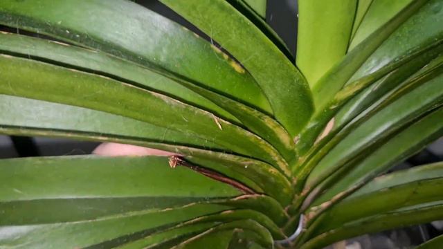 A new very exclusive Rhynchostylis Gigantea and a look at my other collection смотреть онлайн