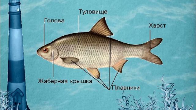 тема: Обитатели водоёмов. смотреть онлайн