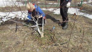 Яблоня. Лечим яблоню погрызенную мышами.....