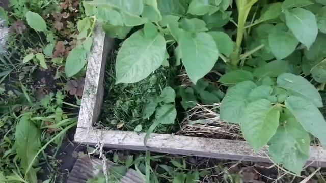 9 июля 2020 г. Мульчирование/капусты,огурцов,горошка,баклМаксик/малина/закат/картофель/эксперимент смотреть онлайн