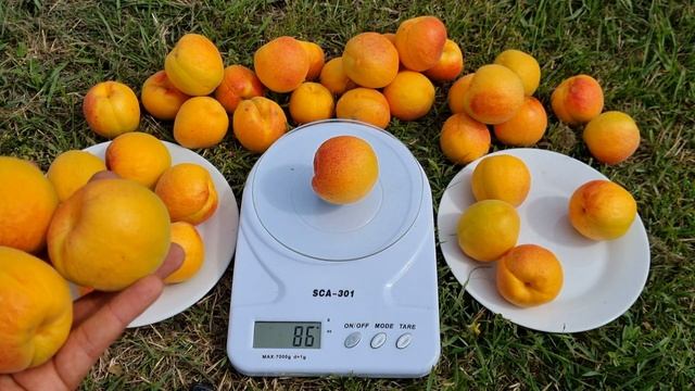 ХТО ХОЧЕ ВРОЖАЙНИЙ ,СМАЧНИЙ,САМОЗАПИЛЬНИЙ АБРИКОС ???СОРТ АБРИКОСА КРИМСКИЙ АМУР !!! смотреть онлайн