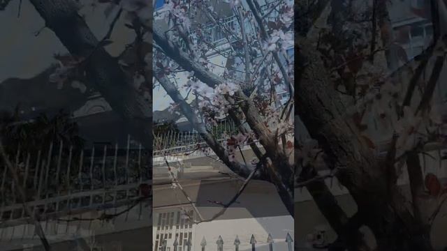 новый дом кролику.расцвела сакура.#весна#сакура смотреть онлайн