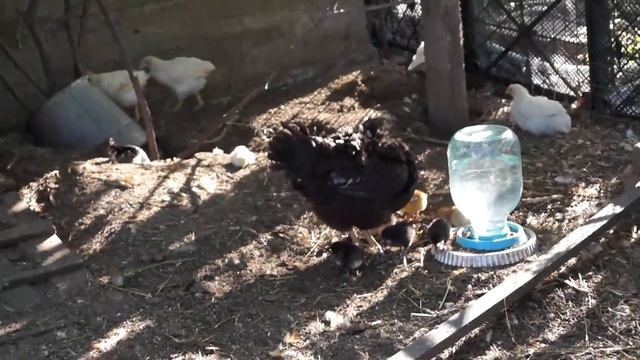 КВОЧКА! нюансы, содержание, что с ней делать ? какая от неё польза и зачем они нужны? смотрим!!! смотреть онлайн