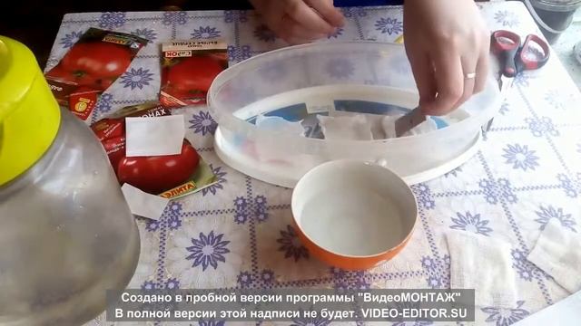 Семена помидор.Часть 1. Проращивание семян. смотреть онлайн