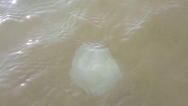 Весёлая песенка про Медуз! Медузы в Чёрном море! смотреть онлайн