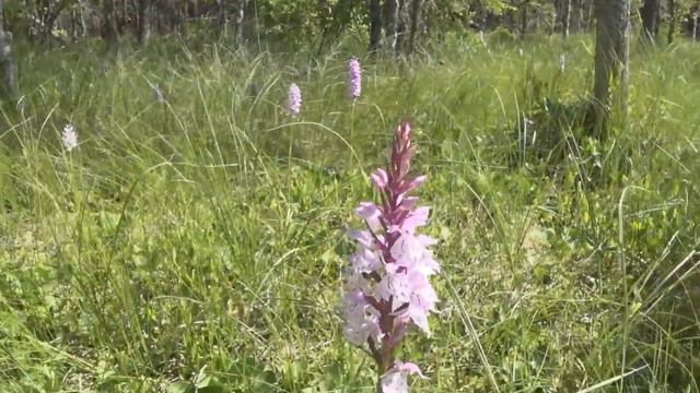 Орхидея северного леса. смотреть онлайн