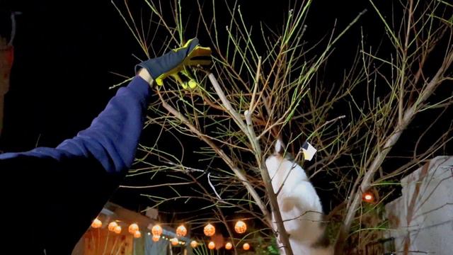 Pruning a 4 year old Peach tree - Desert Gold Peach - Arizona desert - USDA growing Zone 9b смотреть онлайн