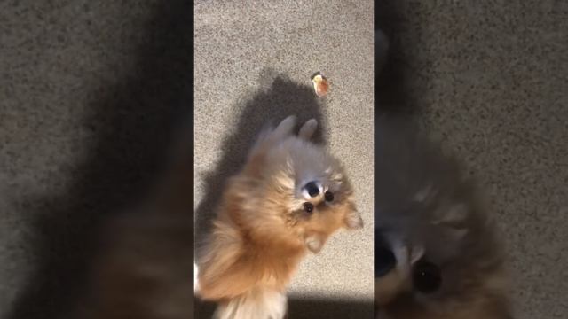 Шпиц и еда 2:) смотреть онлайн