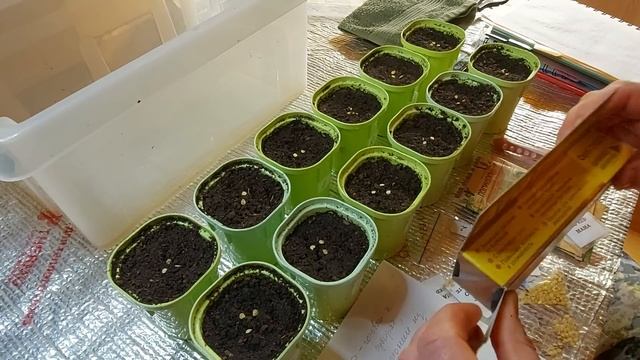 Сею семена острого перца. Начало сезона 2023. смотреть онлайн