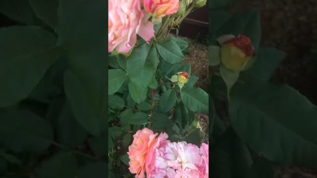 Роза Чип энд Дейл вторая волна цветения! смотреть онлайн